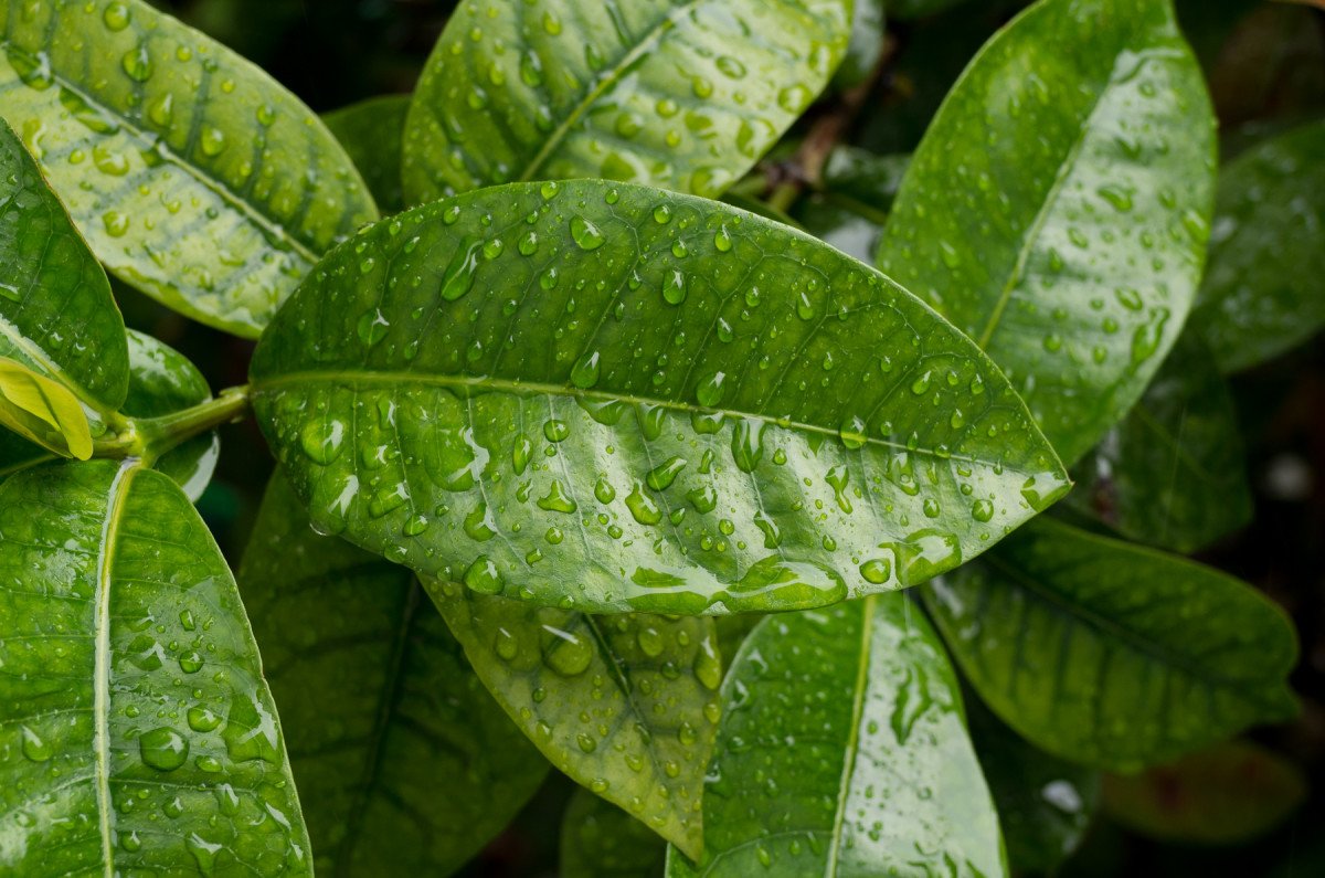 Leica X Vario (Typ 107), 28-70mm @ 70mm, 1/125th @ f/6.4, ISO 800 Click for 100% Crop