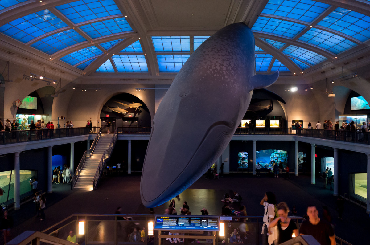 American Museum of Natural History, NYC Leica X Vario (Typ 107), 28-70mm @ 28mm, 1/8th @ f/3.5, ISO 3200 (hand held)Click for 100% Crop